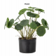 PLANTES ARTIFICIELLES - BLOOMINGVILLE
