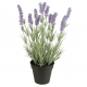 LAVANDE EN POT - IB LAURSEN