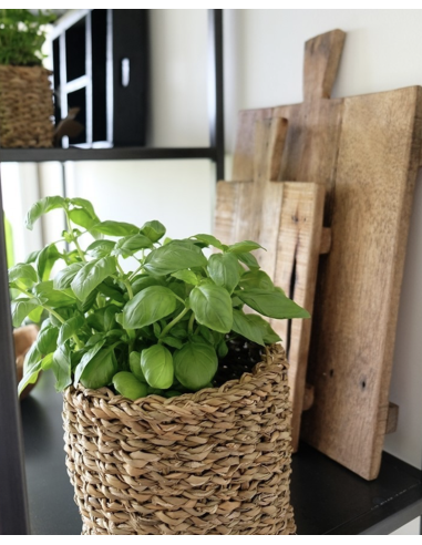 PANIER HOGLA - ORIGINAL HOME