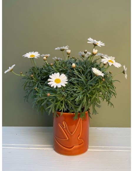 CACHE POT- MONOCHROMIC