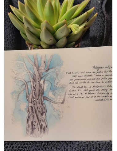 LIVRE AQUARELLE DE MONTPELLIER - STELLA FALDUTO